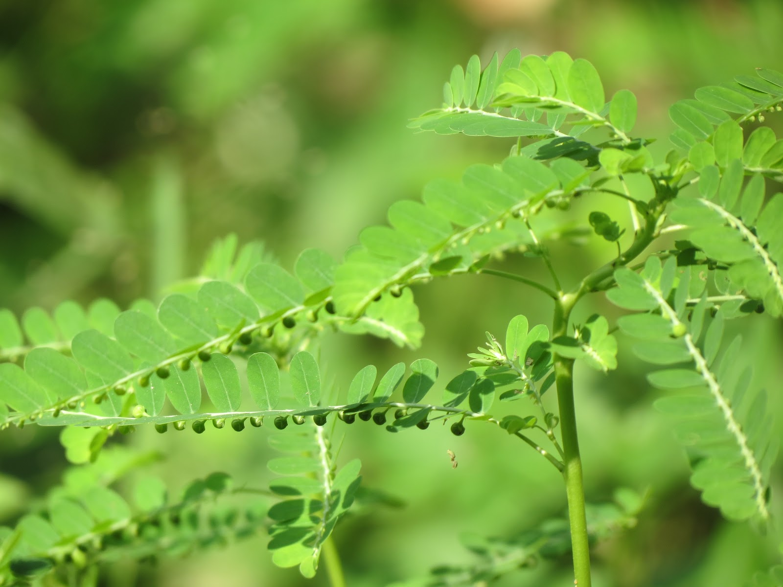 Diệp hạ châu – vị thuốc tiêu độc, lợi mật, lợi tiểu 2